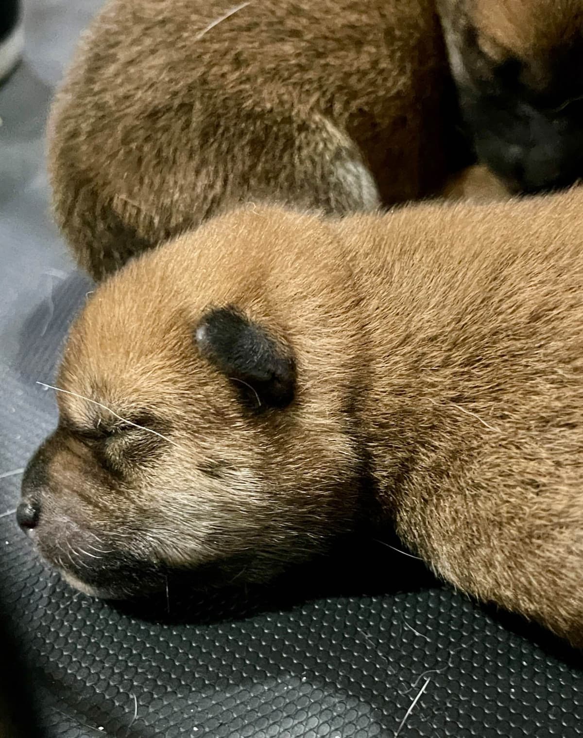 Rottweiler Puppies breeder image 9