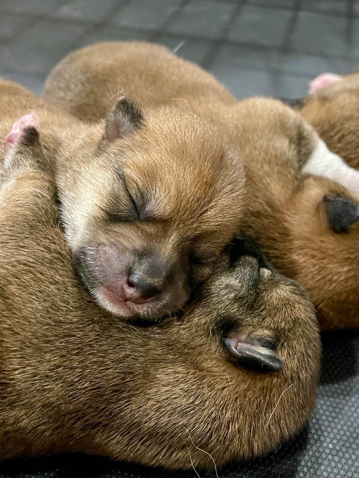 Rottweiler Puppies breeder image 11