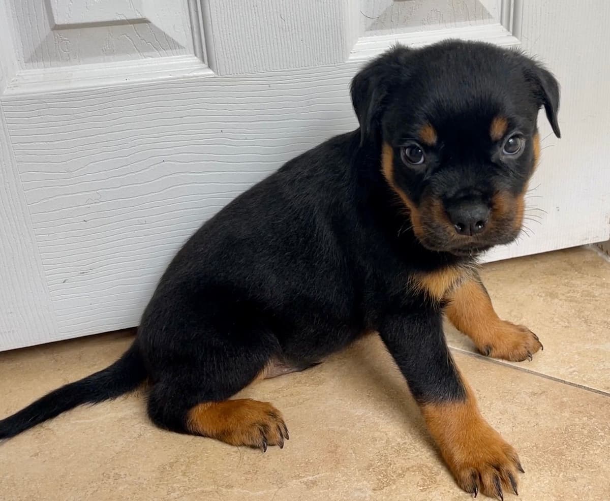 Rottweiler Puppies breeder image 12