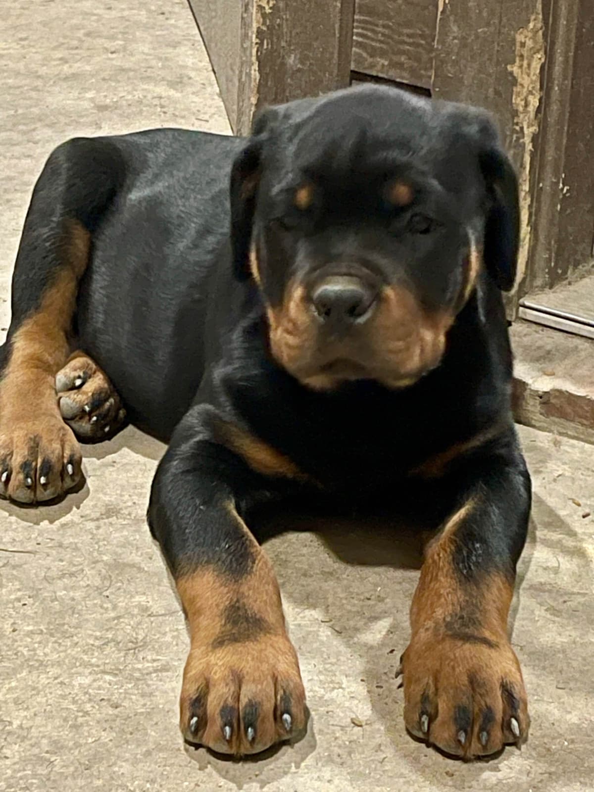 Rottweiler Puppies breeder image 14