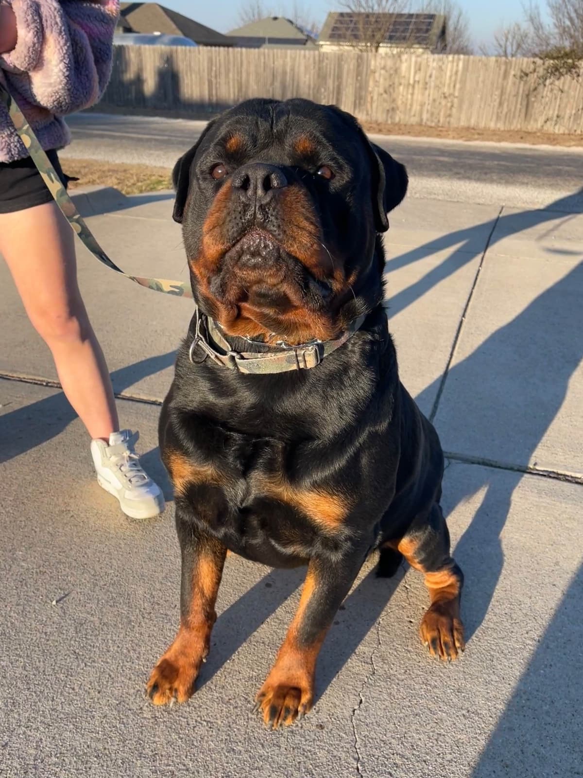 Rottweiler Puppies breeder image 16