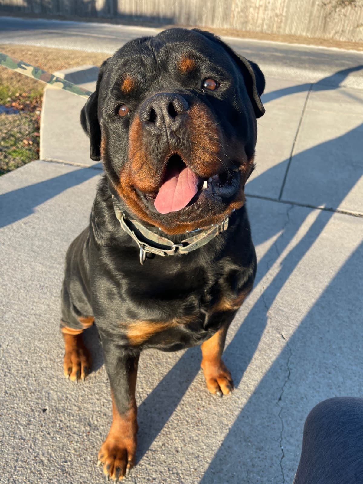 Rottweiler Puppies breeder image 18