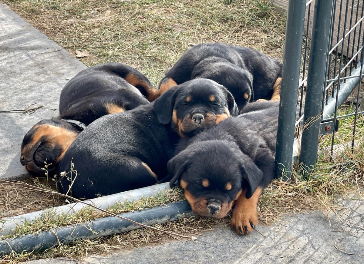 Rottweiler Puppies breeder image 17