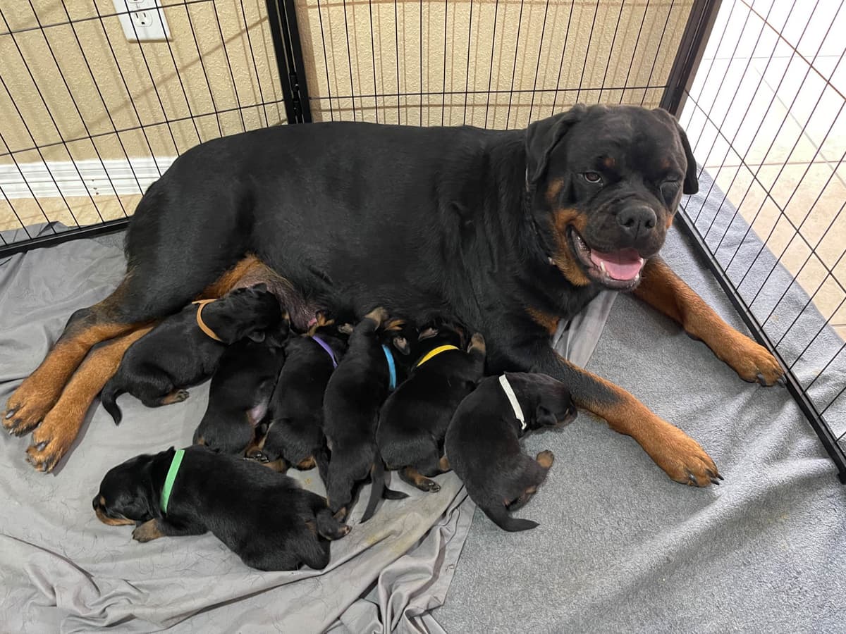 Rottweiler Puppies breeder image 19