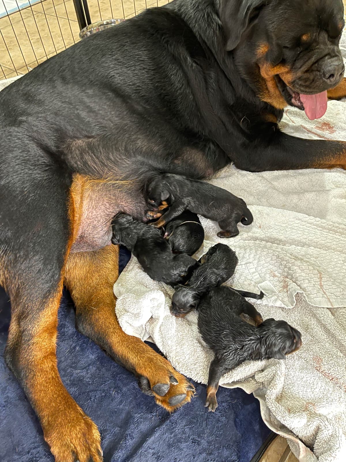 Rottweiler Puppies breeder image 21
