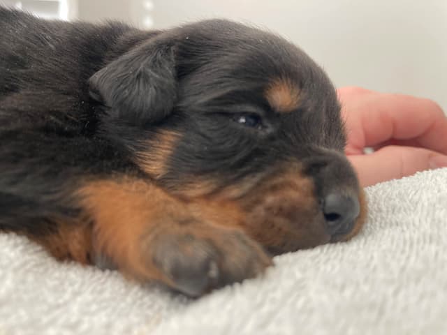 Rottweiler Puppies media 4