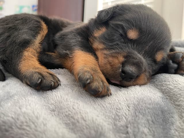 Rottweiler Puppies media 5