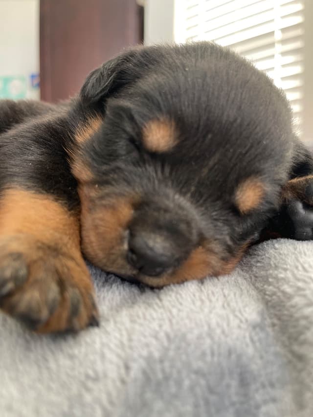 Rottweiler Puppies media 6