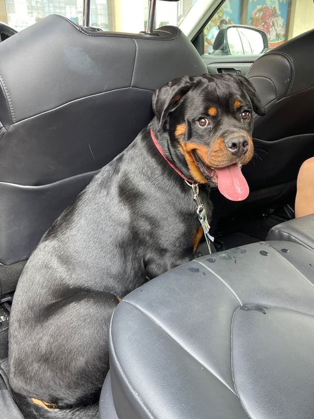 Rottweiler Puppies media 2