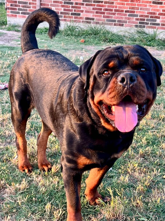 Rottweiler Puppies media 7