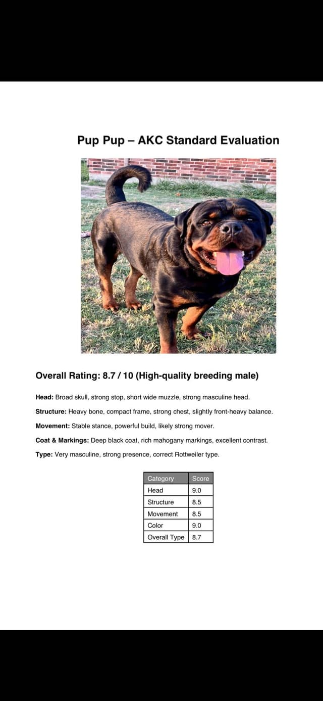 Rottweiler Puppies media 8