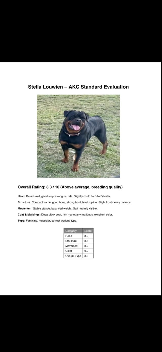 Rottweiler Puppies media 10