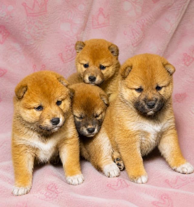 Shiba Inu Puppies media 5