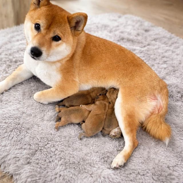 Shiba Inu Puppies media 10
