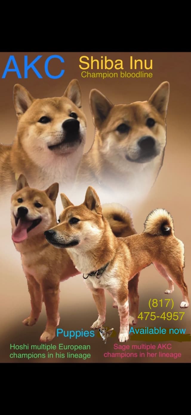 Shiba Inu Puppies media 9