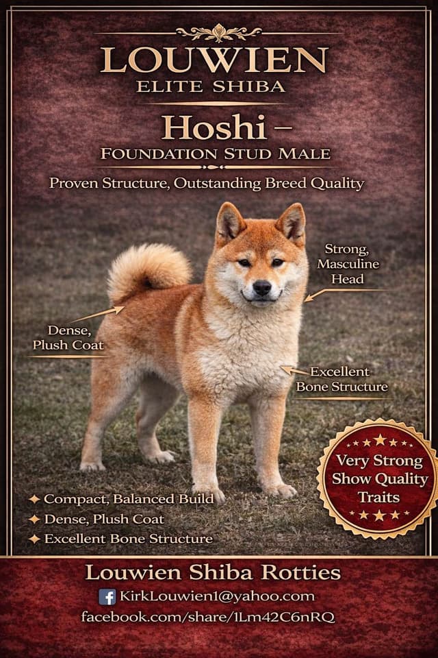Shiba Inu Puppies media 8