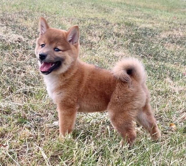 Shiba Inu Puppies media 11