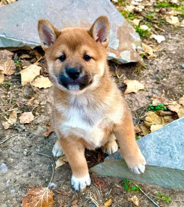 Shiba Inu Puppies media 12