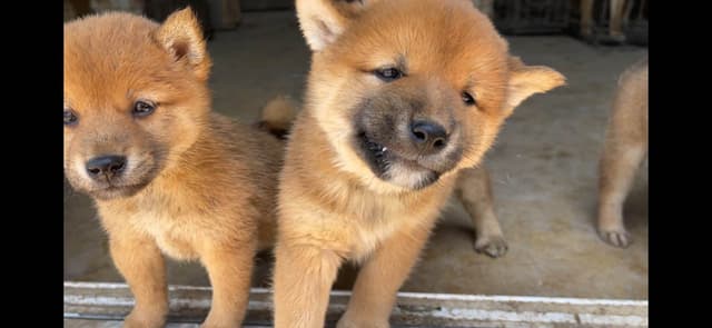 Shiba Inu Puppies media 13