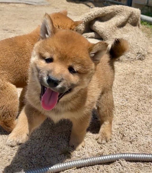 Shiba Inu Puppies media 14