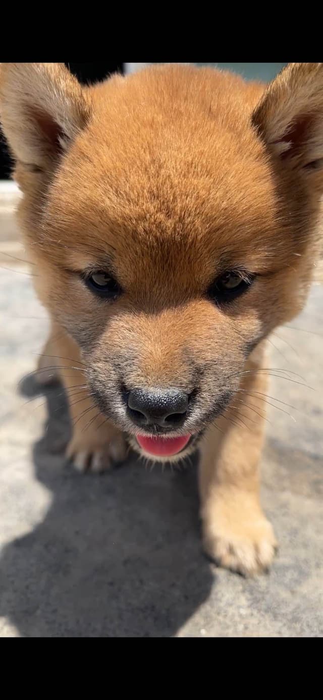Shiba Inu Puppies media 16