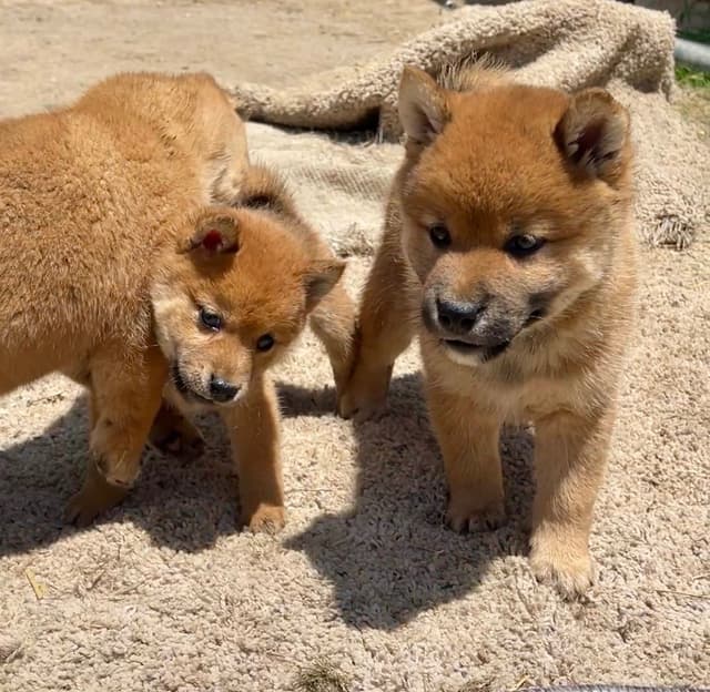 Shiba Inu Puppies media 15