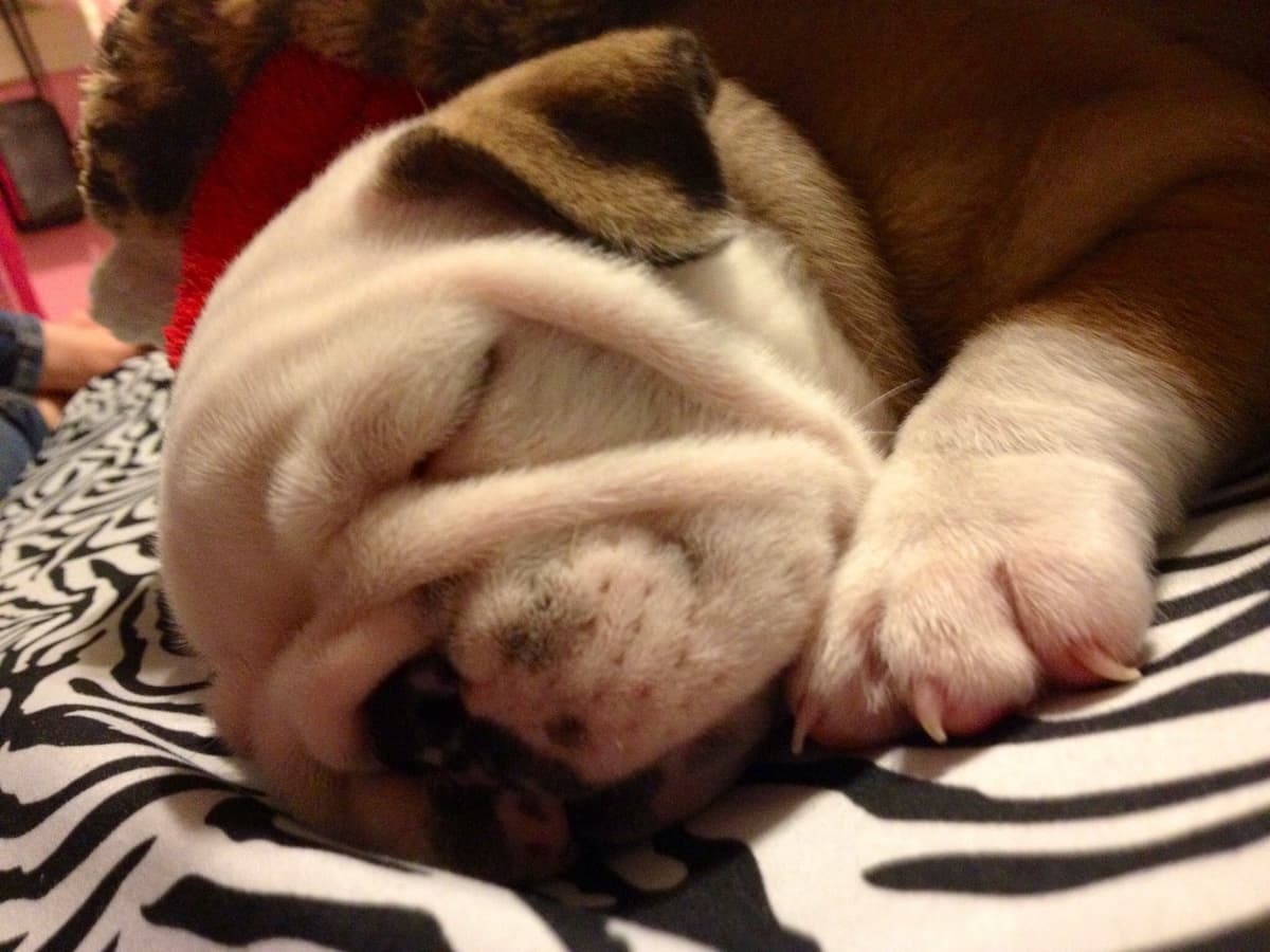 French Bulldog Puppies breeder image 5