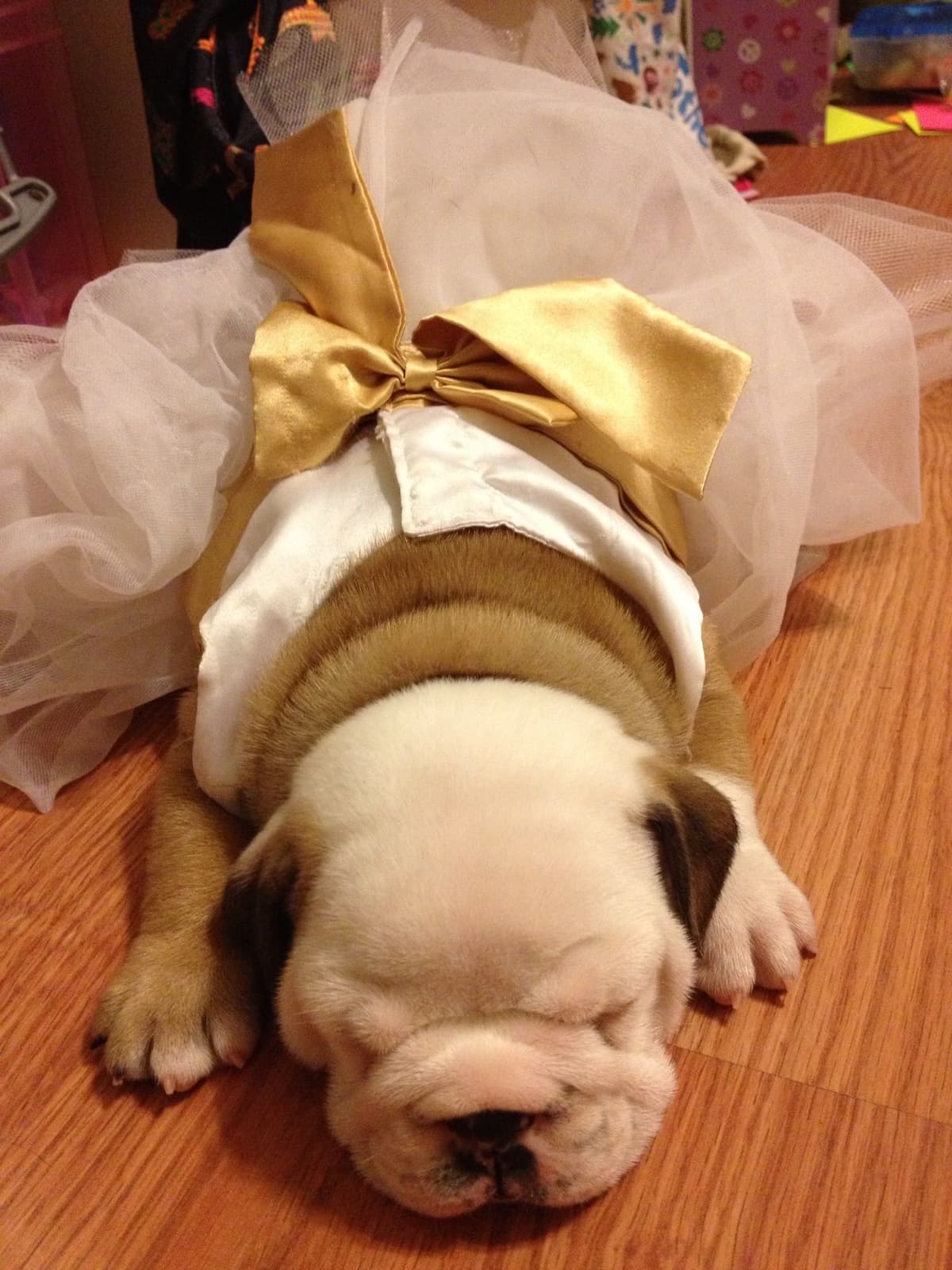 French Bulldog Puppies breeder image 4
