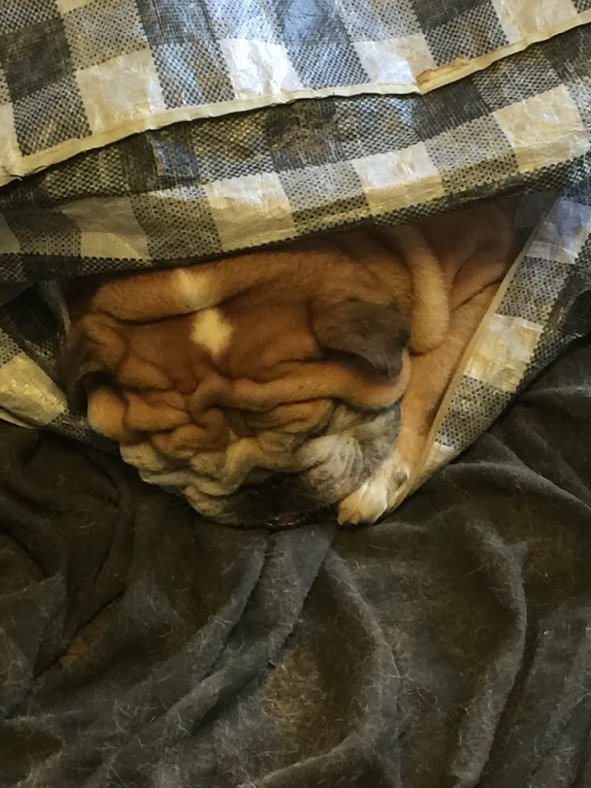French Bulldog Puppies breeder image 6