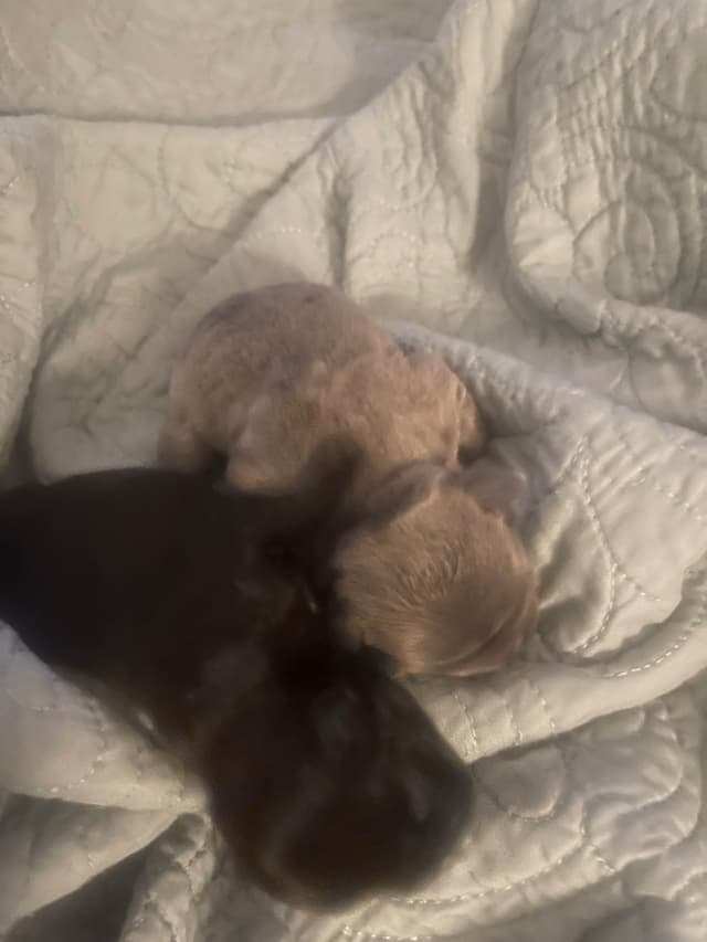 French Bulldog Puppies media 4