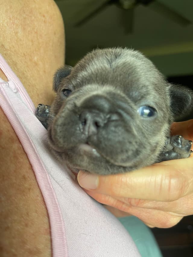 French Bulldog Puppies media 6
