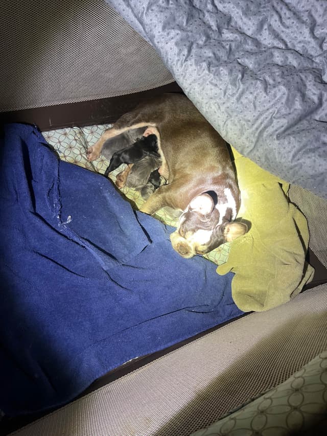 French Bulldog Puppies media 11