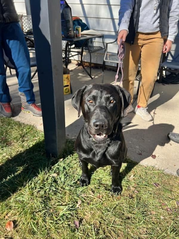 Labrador retrievers American Field Trial bred with Bird dog Hall blood media 5