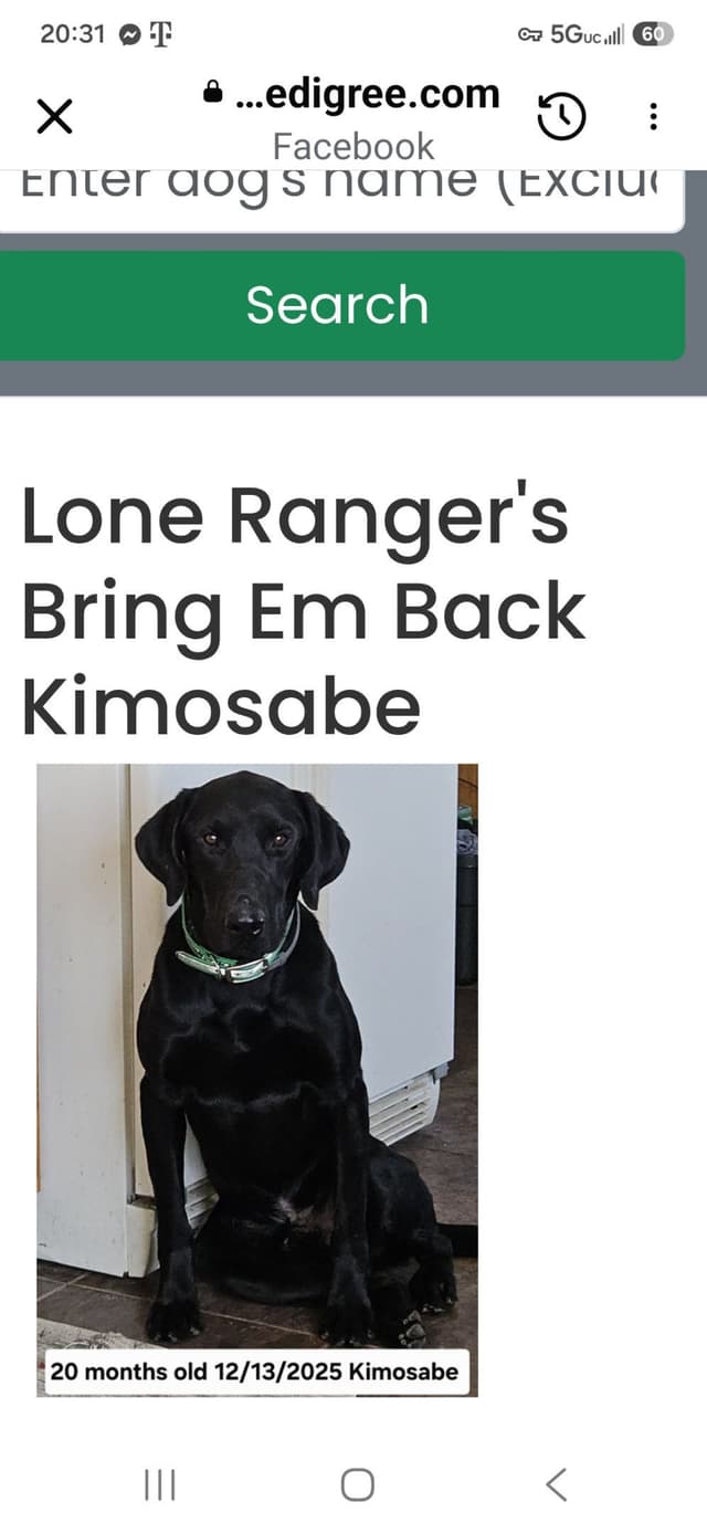 Labrador retrievers American Field Trial bred with Bird dog Hall blood media 6