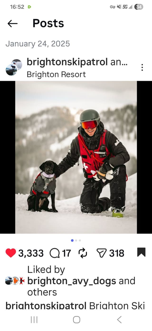 Labrador retrievers American Field Trial bred with Bird dog Hall blood media 12