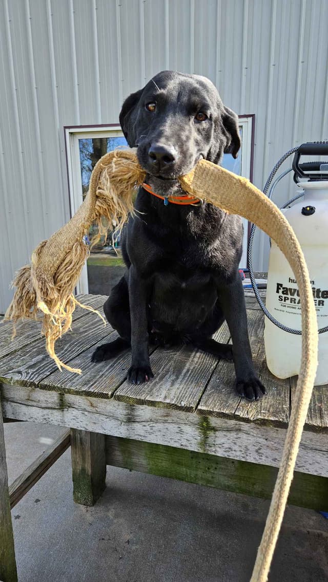 Labrador retrievers American Field Trial bred with Bird dog Hall blood media 16
