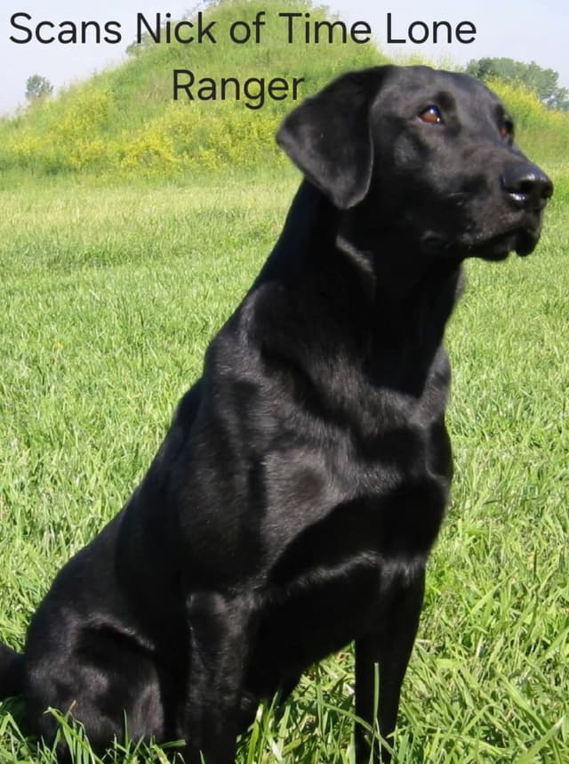 Labrador retrievers American Field Trial bred with Bird dog Hall blood media 17