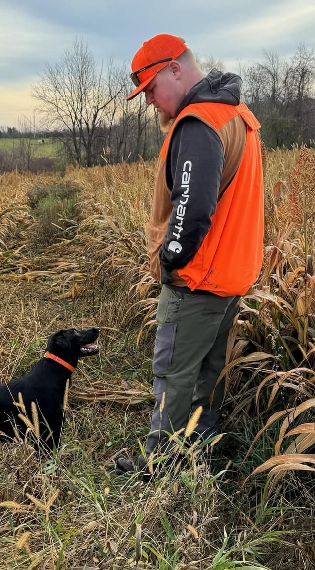 Labrador retrievers American Field Trial bred with Bird dog Hall blood media 19
