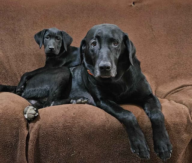 Labrador retrievers American Field Trial bred with Bird dog Hall blood media 20