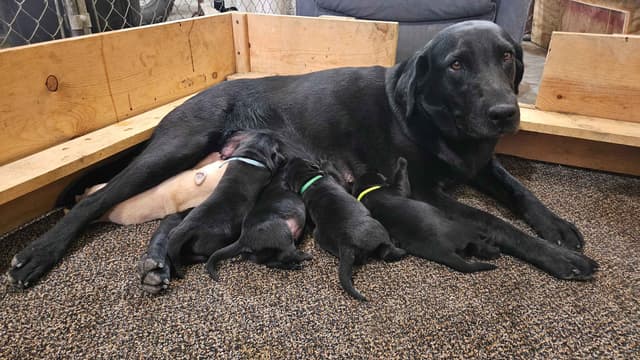 Labrador retrievers American Field Trial bred with Bird dog Hall blood media 25