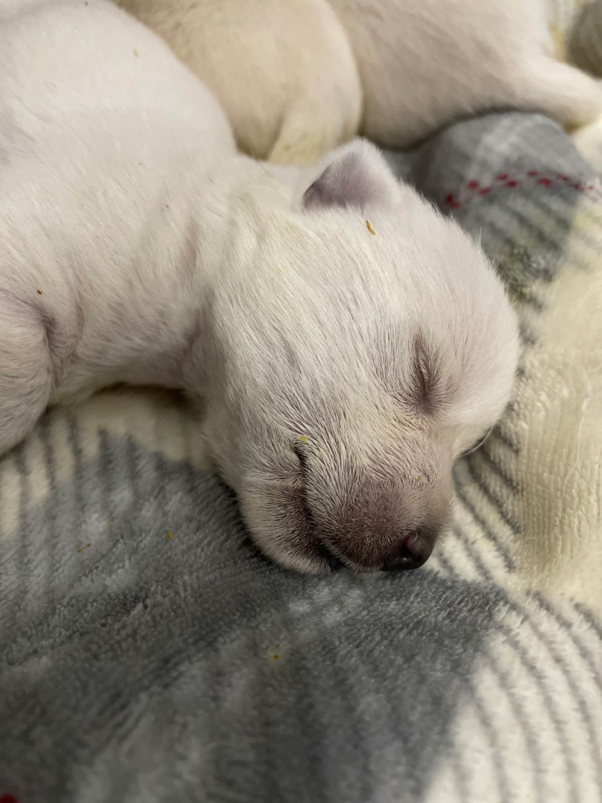 Pacific NorthWesties…..West Highland White Terrier Puppies breeder image 2