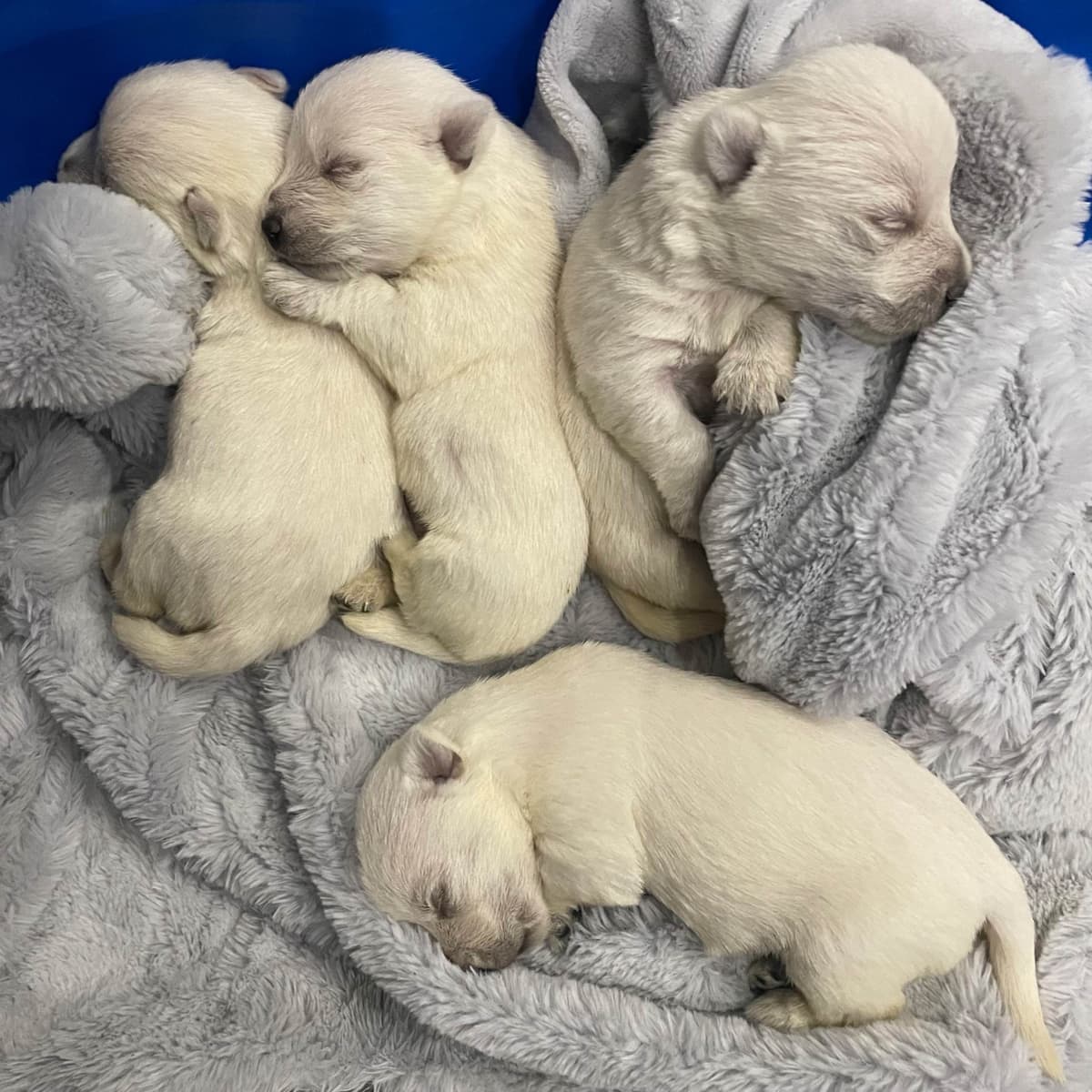 Pacific NorthWesties…..West Highland White Terrier Puppies breeder image 1