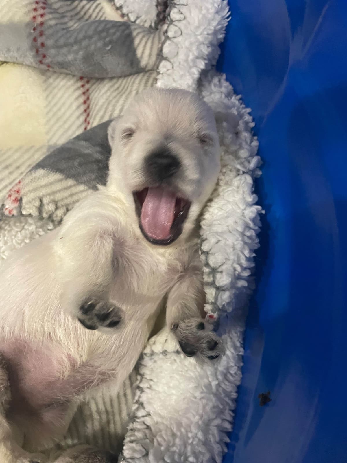 Pacific NorthWesties…..West Highland White Terrier Puppies breeder image 7