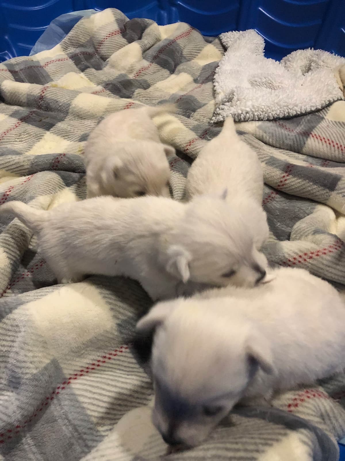 Pacific NorthWesties…..West Highland White Terrier Puppies breeder image 8