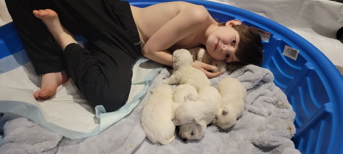 Pacific NorthWesties…..West Highland White Terrier Puppies breeder image 12