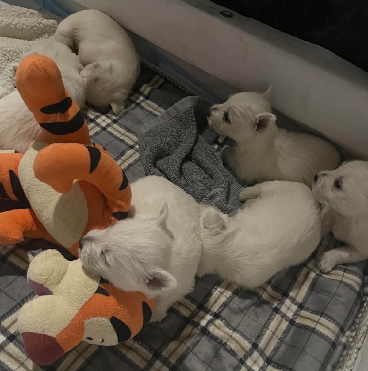 Pacific NorthWesties…..West Highland White Terrier Puppies breeder image 13