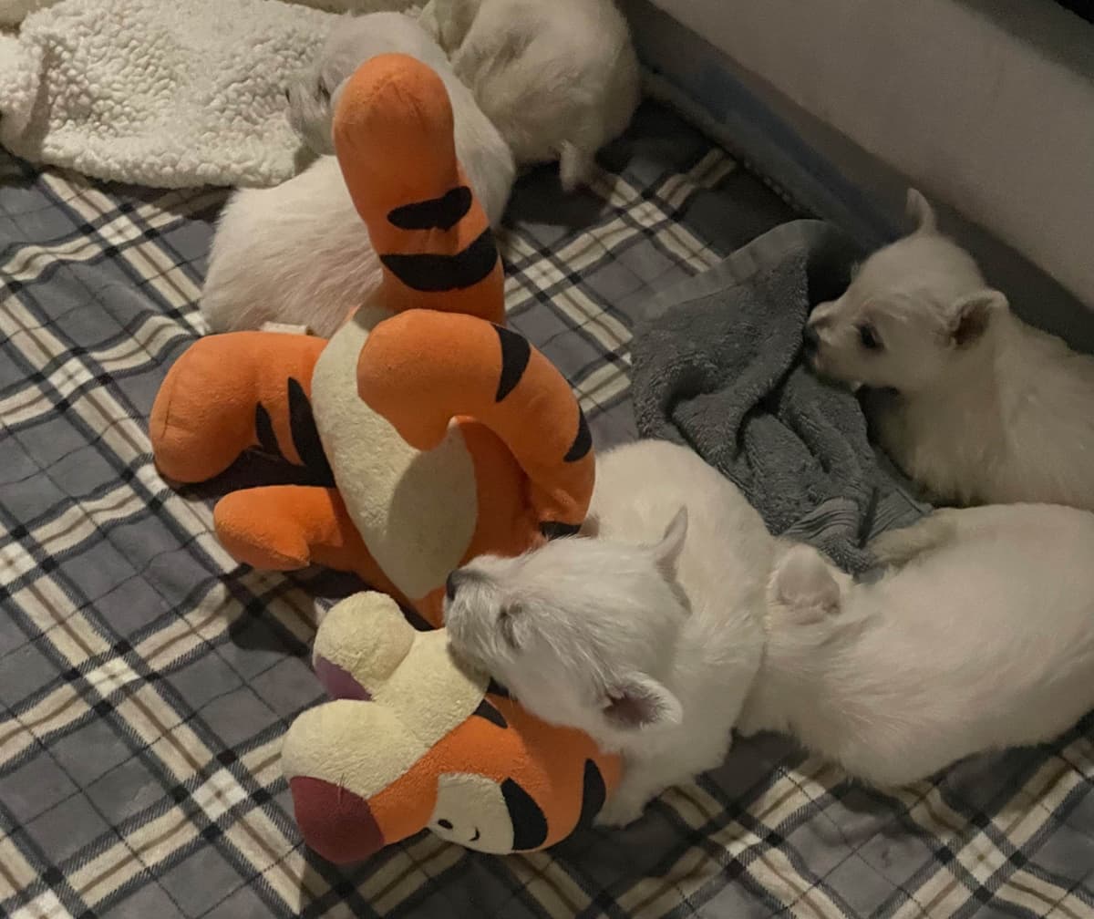Pacific NorthWesties…..West Highland White Terrier Puppies breeder image 14