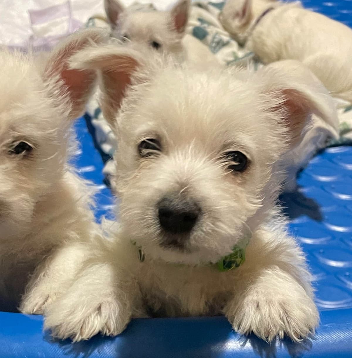 Pacific NorthWesties…..West Highland White Terrier Puppies breeder image 17