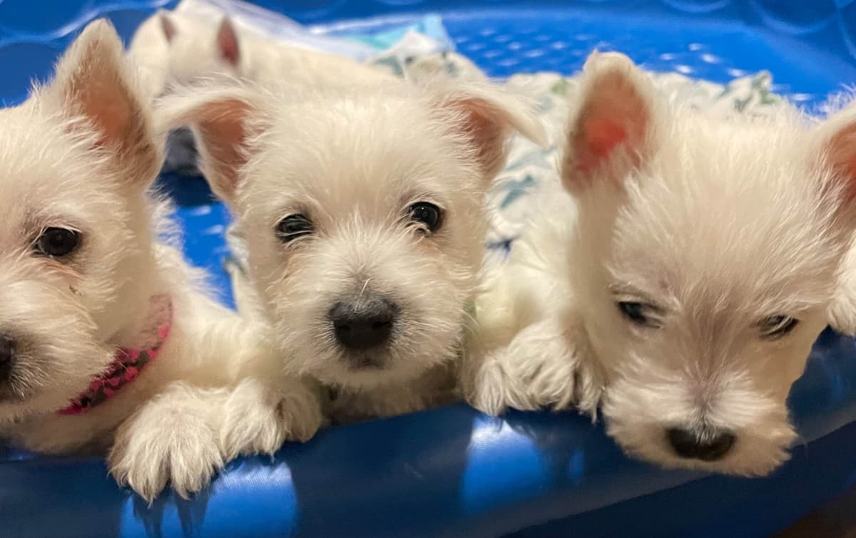 Pacific NorthWesties…..West Highland White Terrier Puppies breeder image 18