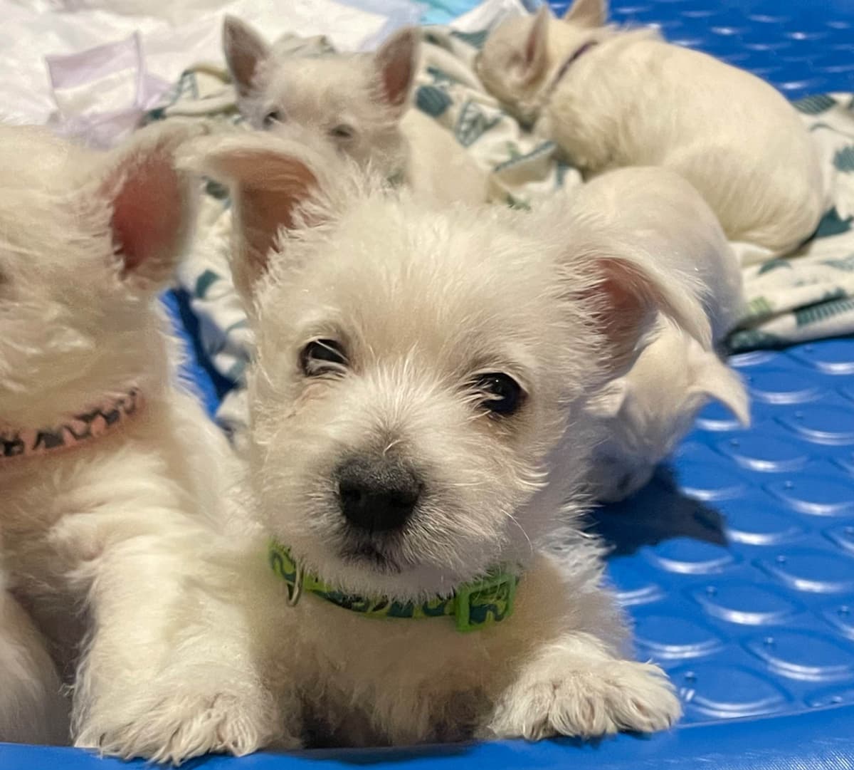 Pacific NorthWesties…..West Highland White Terrier Puppies breeder image 21